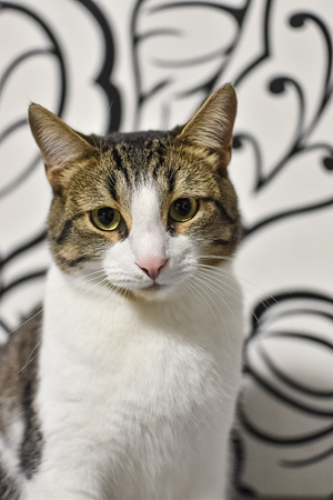 Image-preview_300x200