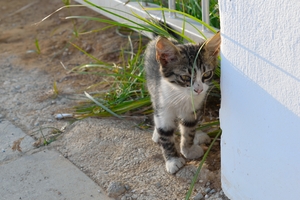 Image-preview_300x200