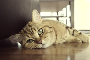 Image-preview_300x200