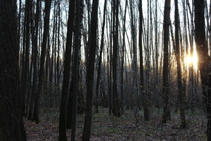 Image-preview_300x200