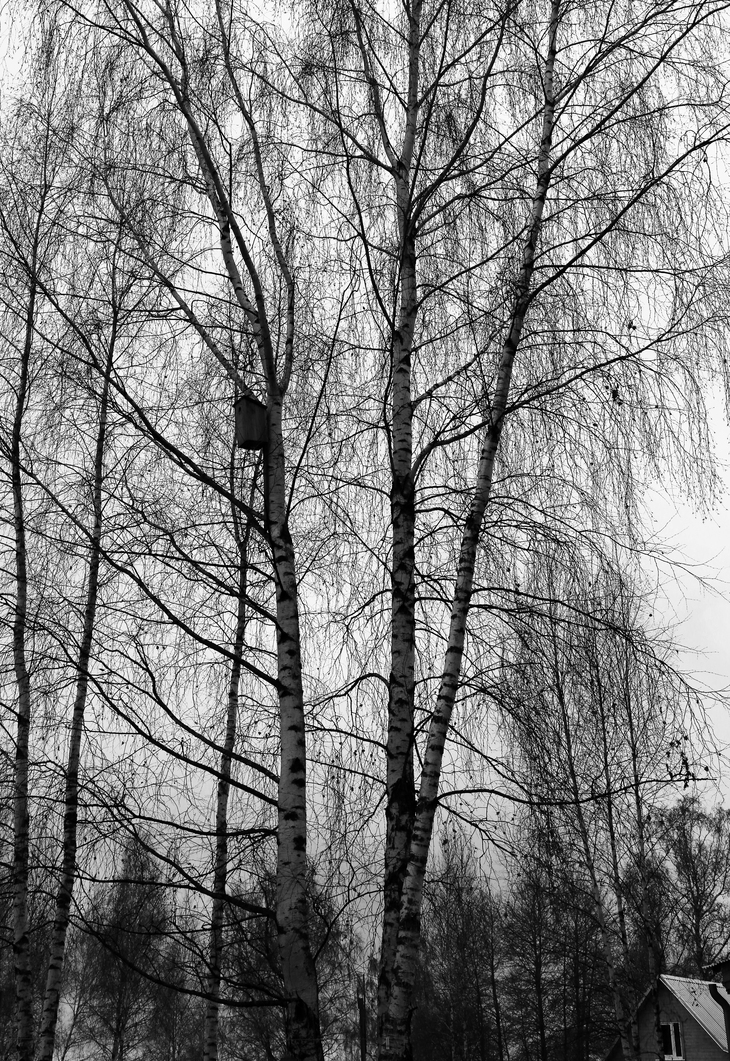 Image-normal