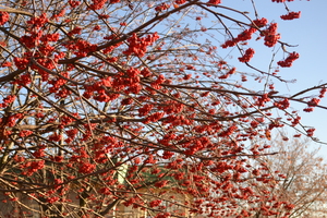 Image-preview_300x200