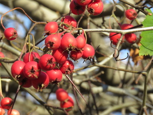 Image-preview_300x200