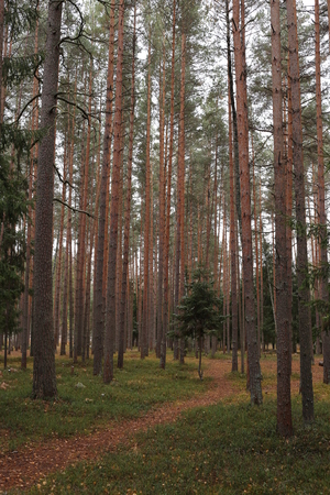 Image-preview_300x200