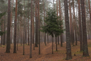 Image-preview_300x200