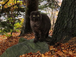 Image-preview_300x200