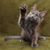 Image-square_50