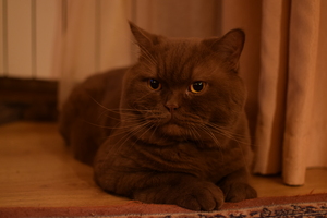 Image-preview_300x200