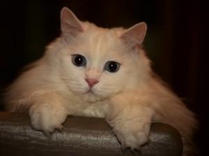 Image-preview_300x200