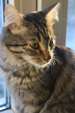 Image-preview_300x200