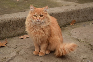 Image-preview_300x200