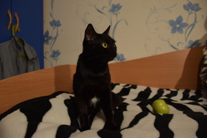 Image-preview_300x200