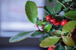 Image-preview_300x200