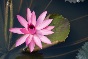 Image-preview_300x200