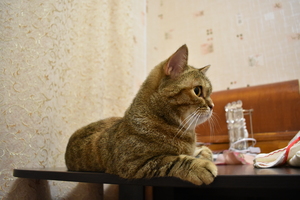 Image-preview_300x200