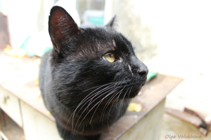 Image-preview_300x200