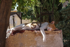 Image-preview_300x200