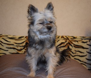 Image-preview_300x200