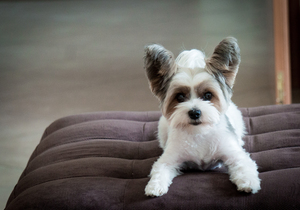 Image-preview_300x200