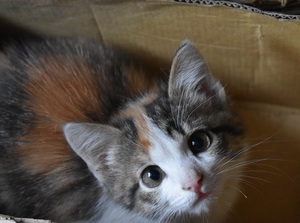 Image-preview_300x200