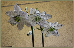 Image-preview_300x200