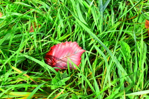 Image-preview_300x200