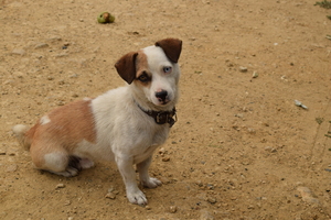 Image-preview_300x200