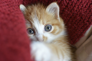 Image-preview_300x200