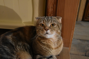 Image-preview_300x200