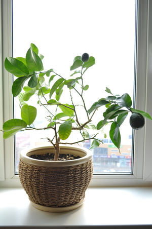 Image-preview_300x200