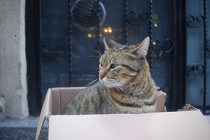 Image-preview_300x200