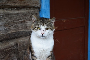 Image-preview_300x200