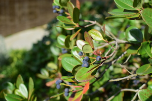 Image-preview_300x200