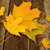 Image-square_50