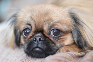 Image-preview_300x200