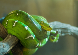 Image-preview_300x200