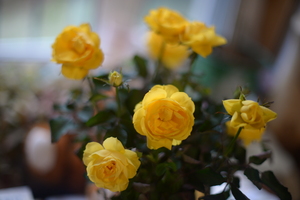 Image-preview_300x200