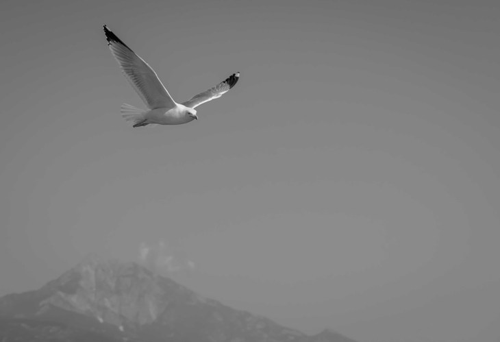 Image-normal