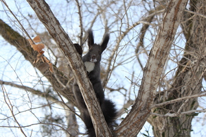 Image-preview_300x200