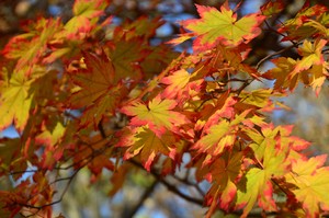 Image-preview_300x200