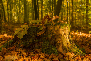 Image-preview_300x200