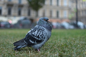 Image-preview_300x200