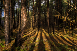 Image-preview_300x200