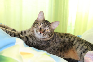 Image-preview_300x200