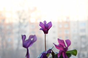 Image-preview_300x200