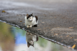 Image-preview_300x200