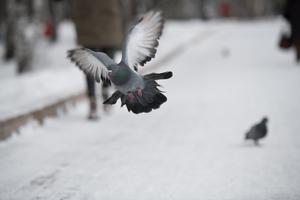 Image-preview_300x200