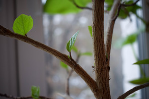 Image-preview_300x200