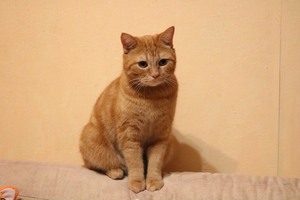 Image-preview_300x200