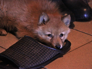 Image-preview_300x200